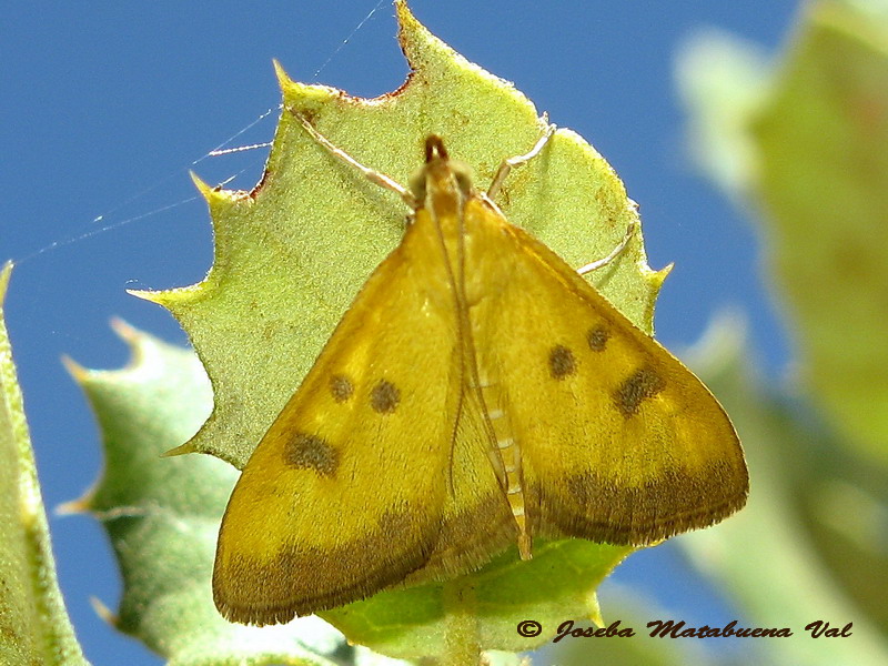 Mecyna trinalis - Crambidae